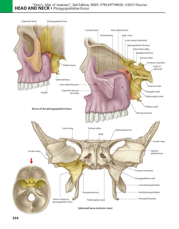 Gray’s Atlas of Anatomy 2nd Edition 2015