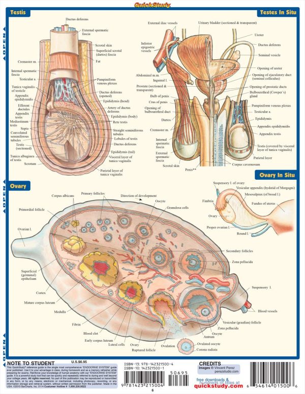 Endocrine System (Quick Study Academic) Pamphlet – Illustrated, December 31, 2010 by Inc. BarCharts (Author)