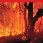 Bushfires and your health