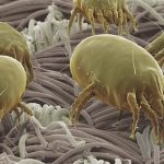 Dust mites