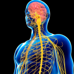 Central nervous system (CNS)