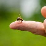 Insect stings – infographic