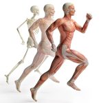 Bones, muscles and joints