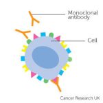 The immune system and how cancer affects it