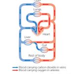 Cancer, the blood and circulation