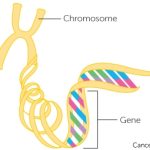 Genes, DNA and cancer